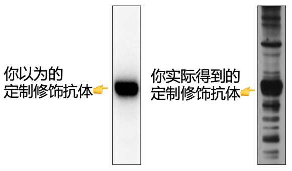 科研加料|一文学会定制修饰抗体的四种应用策略 - 知乎