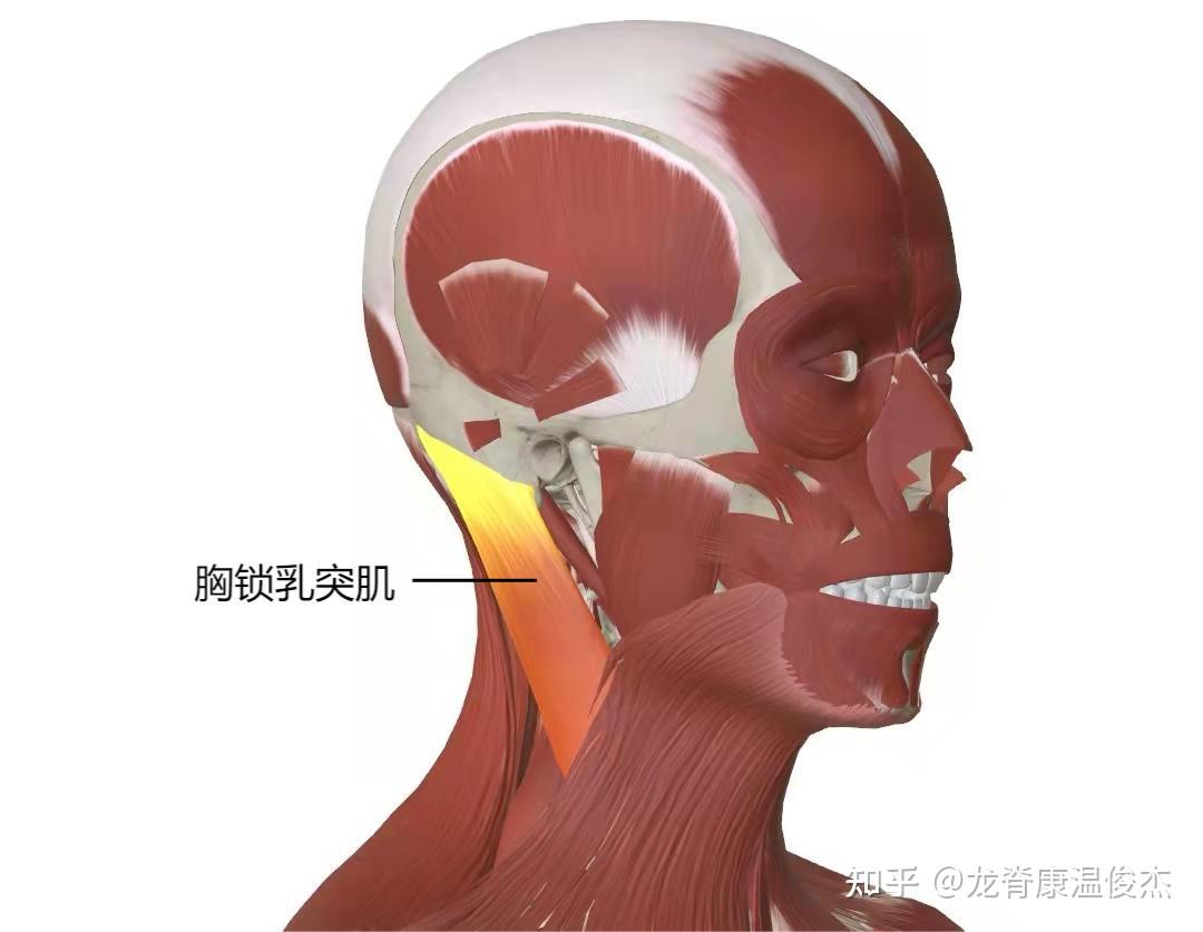 胸锁乳突肌定位图片