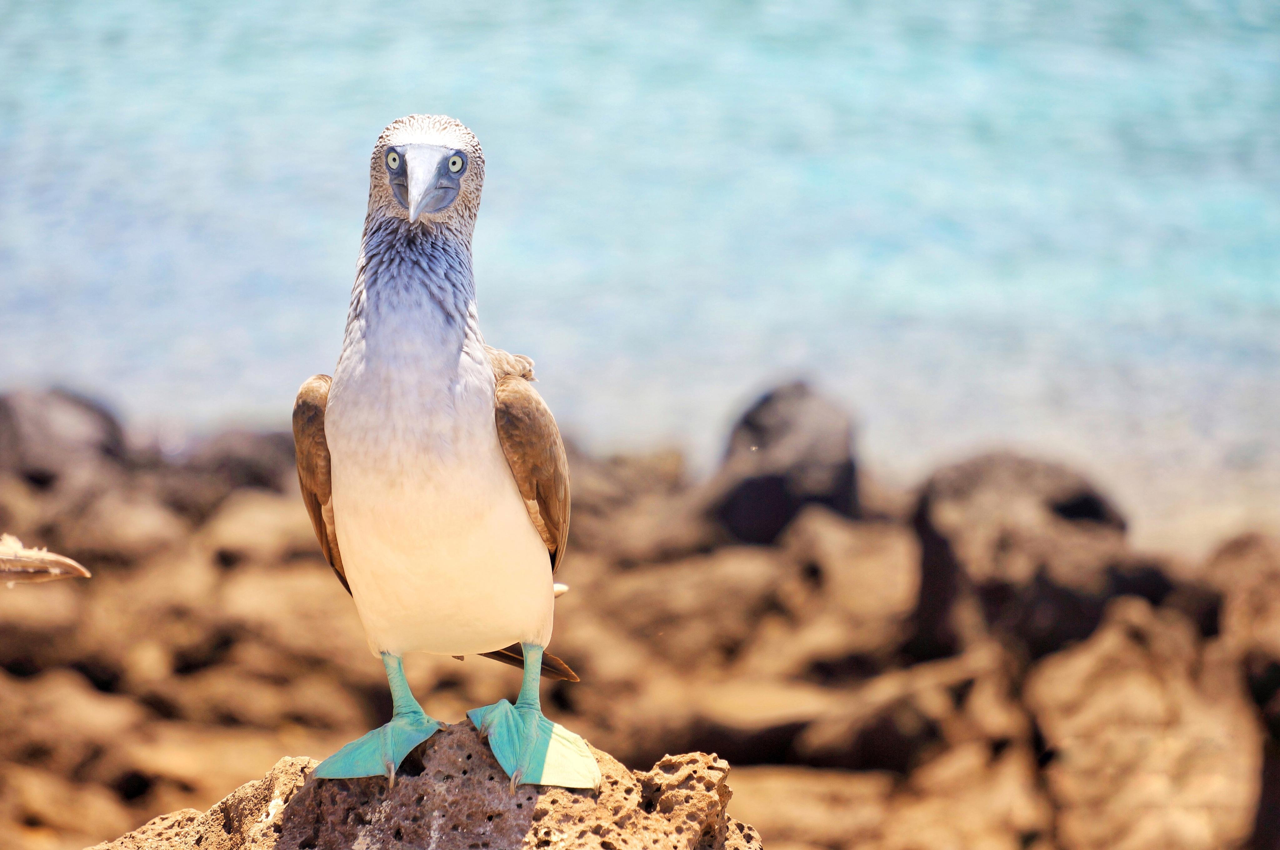 蓝脚鲣鸟看脚丫选配偶的鸟中奇葩