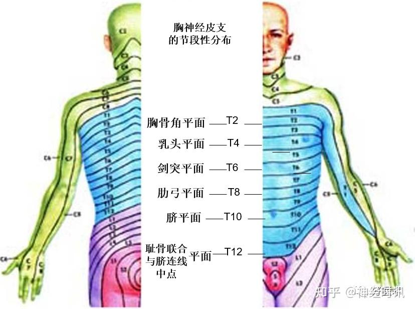 神经系统体表定位标准【基础干货分享】