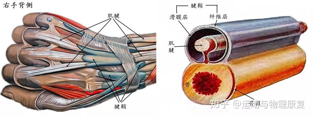 手腕咔咔响还僵硬酸痛一条龙教你解决腱鞘炎