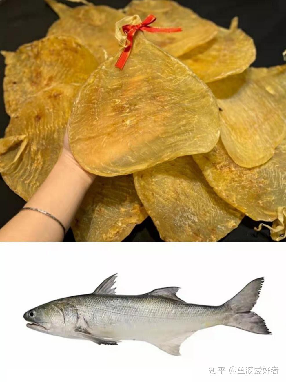 【鱼胶鱼种合集】这些鱼胶都是什么鱼的胶?原来蜘蛛胶的鱼长这样 - 知乎
