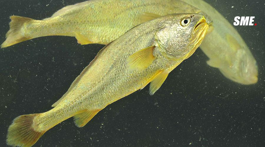 有哪种鱼能发出震天响的声音却还很好吃?