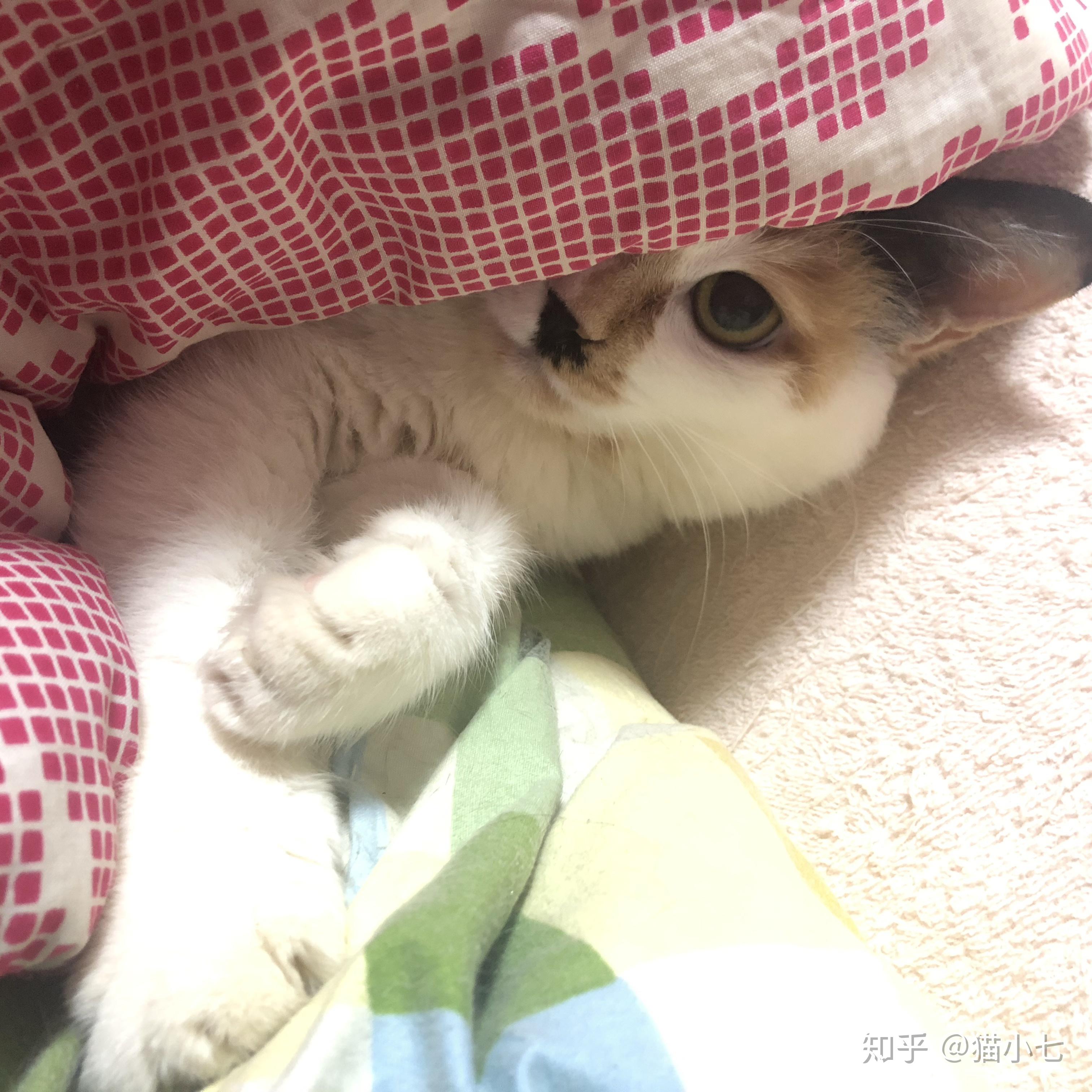 小太阳热冒烟的猫 搜狗图片搜索