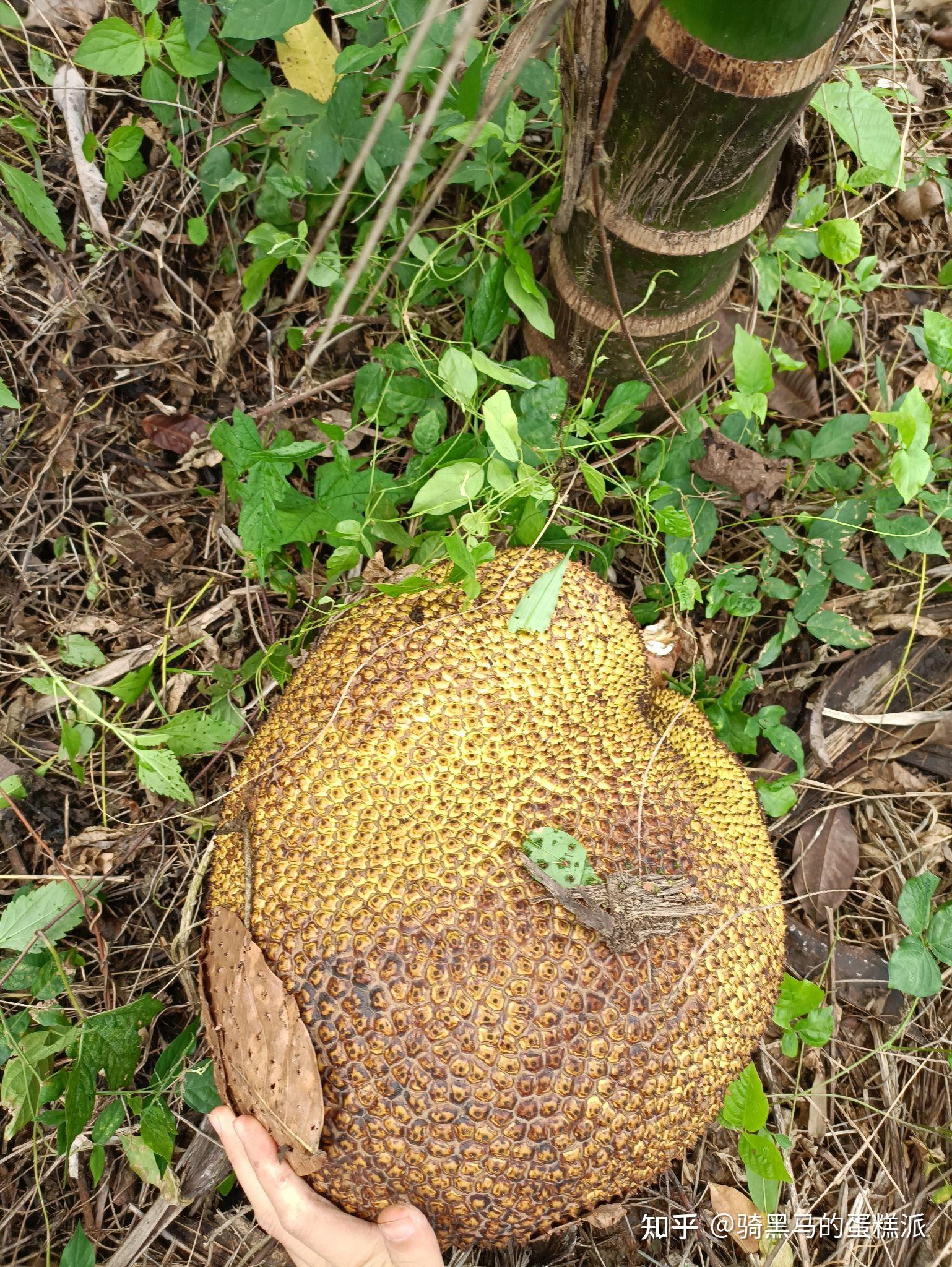 泰国八号的据说更好吃果肉饱满野生的都能长这么好下面这个是野生菠萝