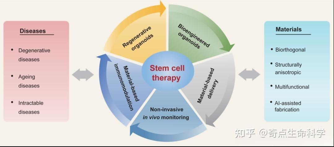 研究功能性生物材料与干细胞再生医学,取得了令人深刻的进展 知乎