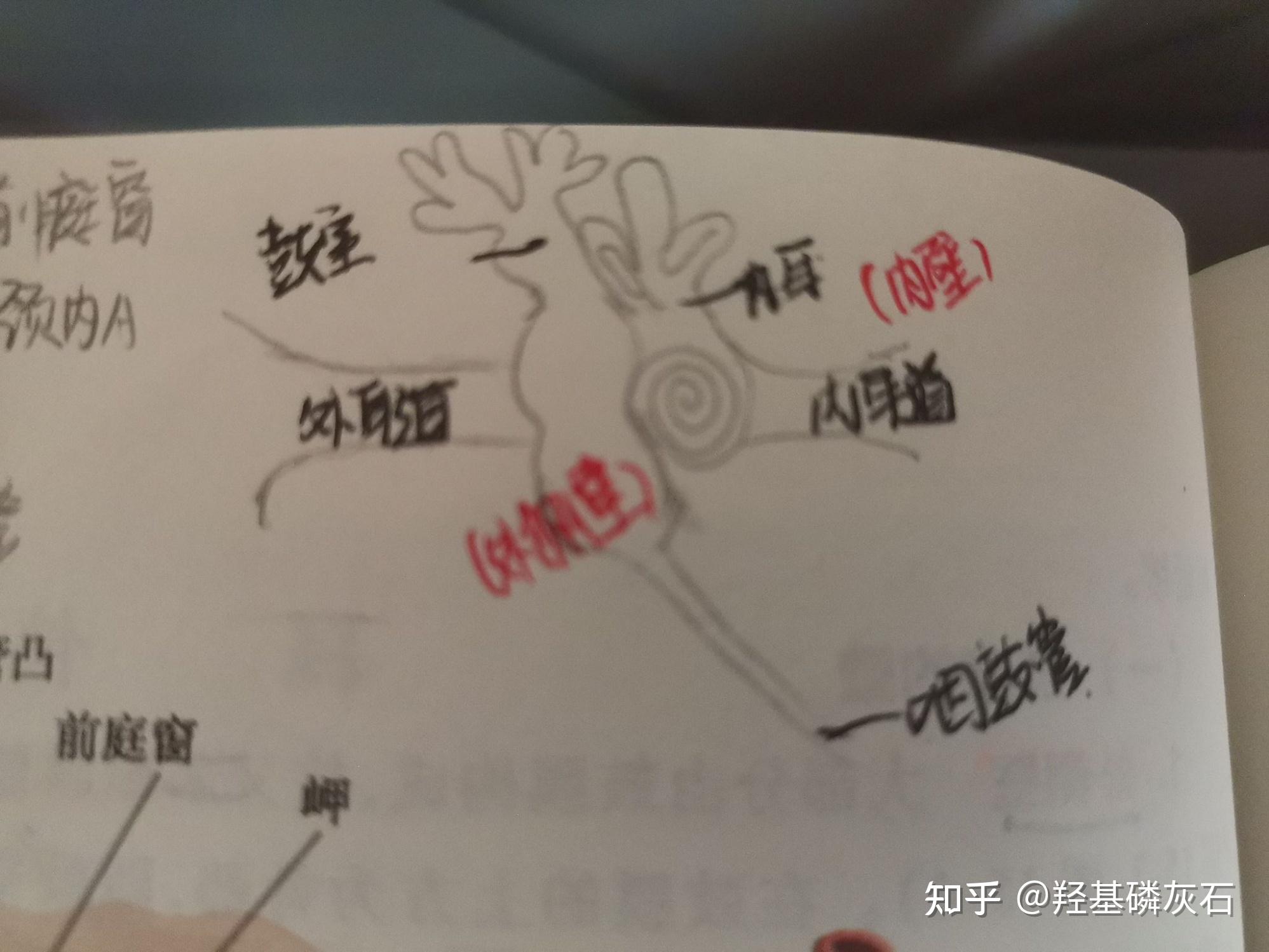 系统解剖学 第十五章 前庭蜗器(思维导图) - 知乎