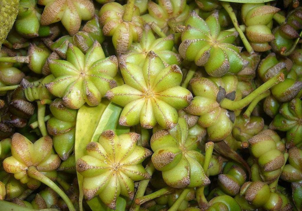 异名:五香八角,大料,八的羊,巴地洋其尼,阿那斯排里,舶上茴香,八角