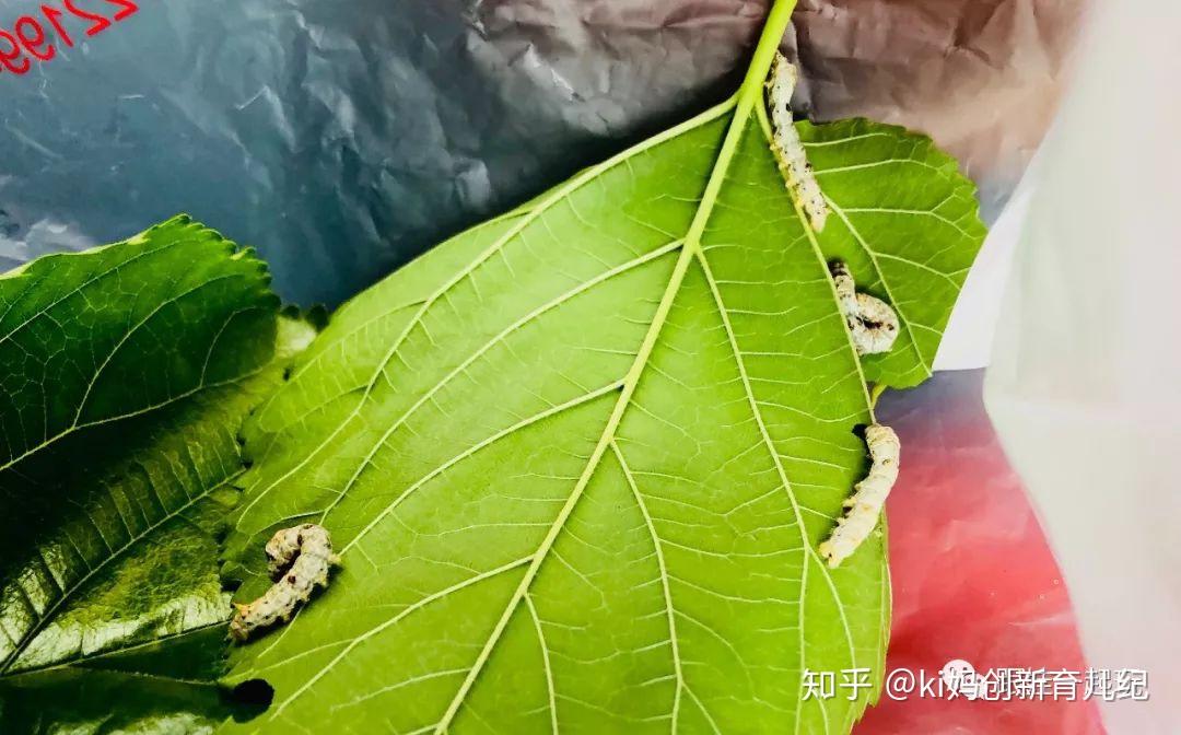 一场很完美的旅程,亲近自然,了解蚕桑文明,吃到桑果,回头还收养蚕宝宝