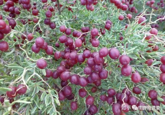 超旱生白刺属植物 - 知乎