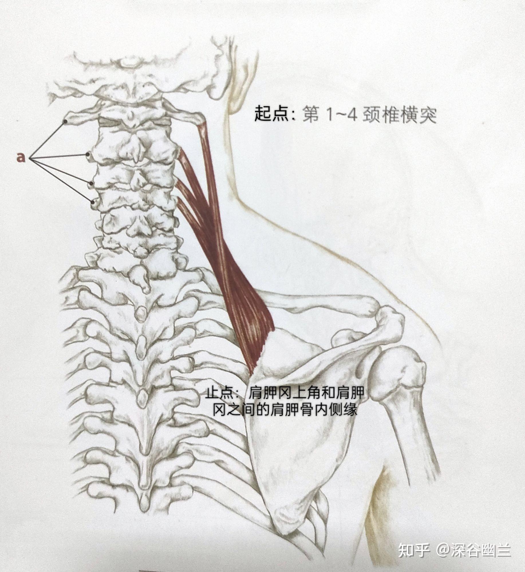 肌筋膜线之体侧线