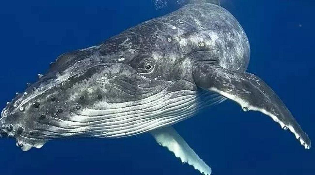 座头鲸,一位天赋歌神的妹子虎鲸,彪悍的过客妹子白蚁,蓝星大佬之一