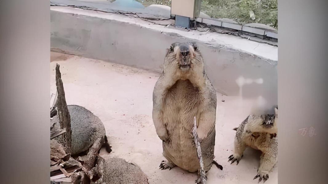 憨叔黑话聊斋剃头鼠在洞庭湖活动解密您怎么看欢迎讨论