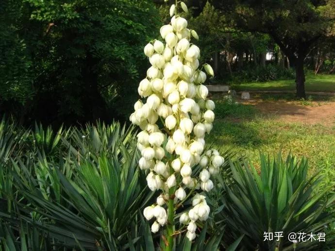 丝兰花色娇美,叶片似剑,花香浓郁,是优良的庭院观赏花木 - 知乎