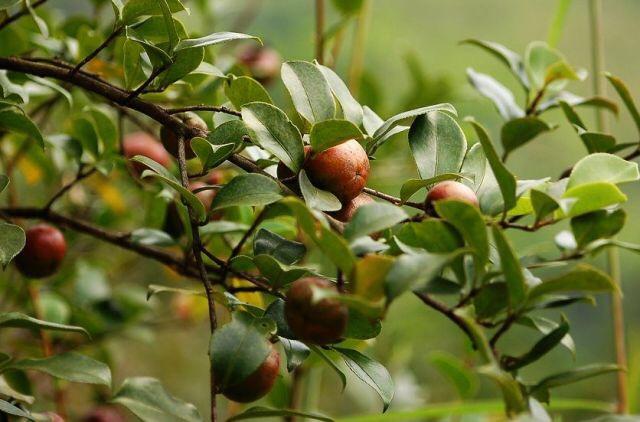 探寻山茶油的古老传说