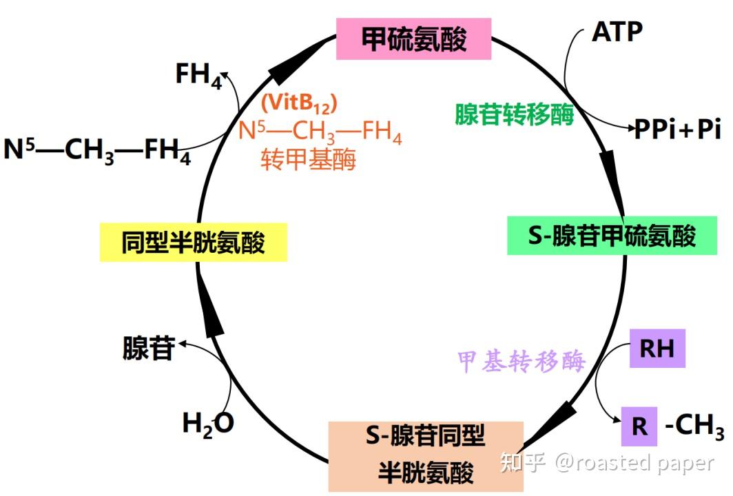 生化与分子生物学——代谢篇之代谢异常与疾病整理 - 知乎