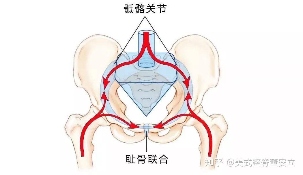 後下中心一寸左右,左右各一個,由骶骨與髂骨的耳狀關節面相對而構成