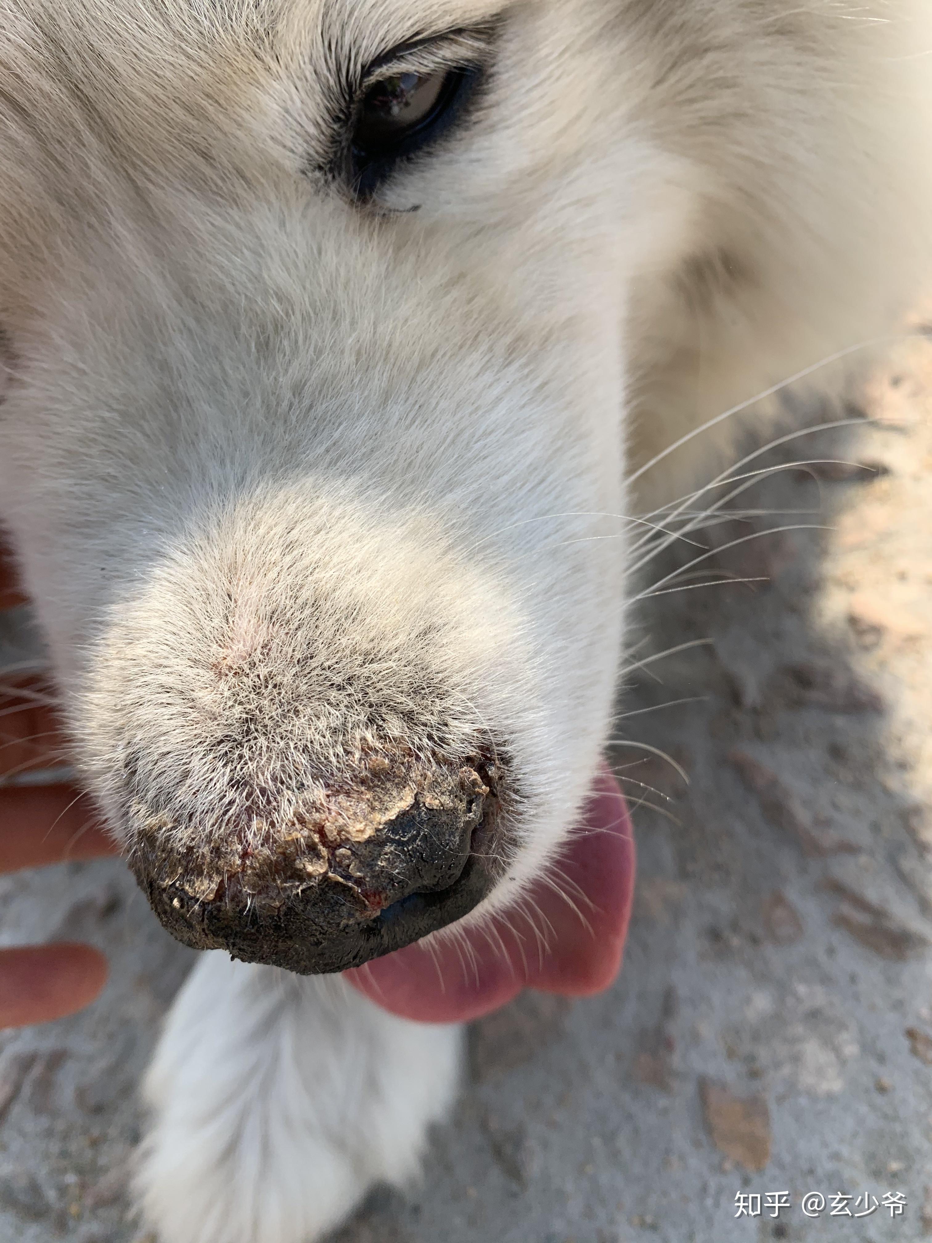 萨摩耶的鼻子老是干裂是怎么回事?