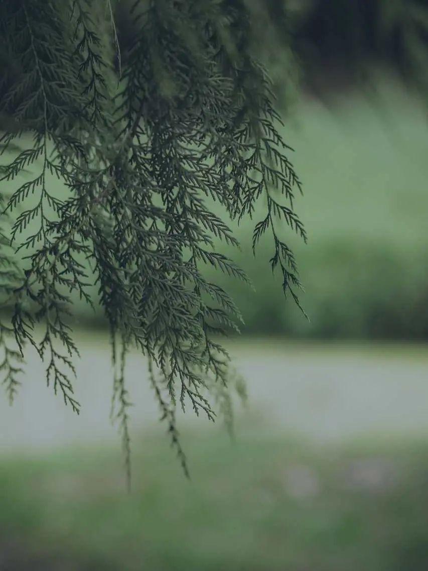超级好看的绿色系壁纸,在这呢!护眼壁纸(绿色系列的壁纸)