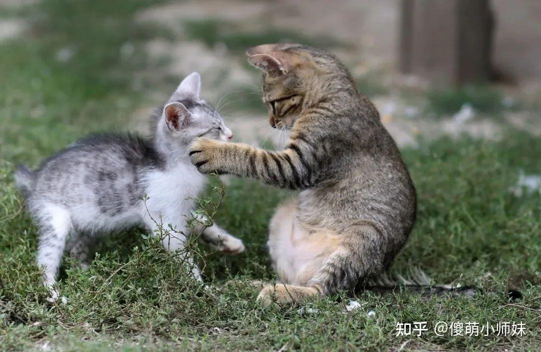 养猫是养公猫好还是母猫好?公猫和母猫之间这些区别你都知道几个 - 知乎
