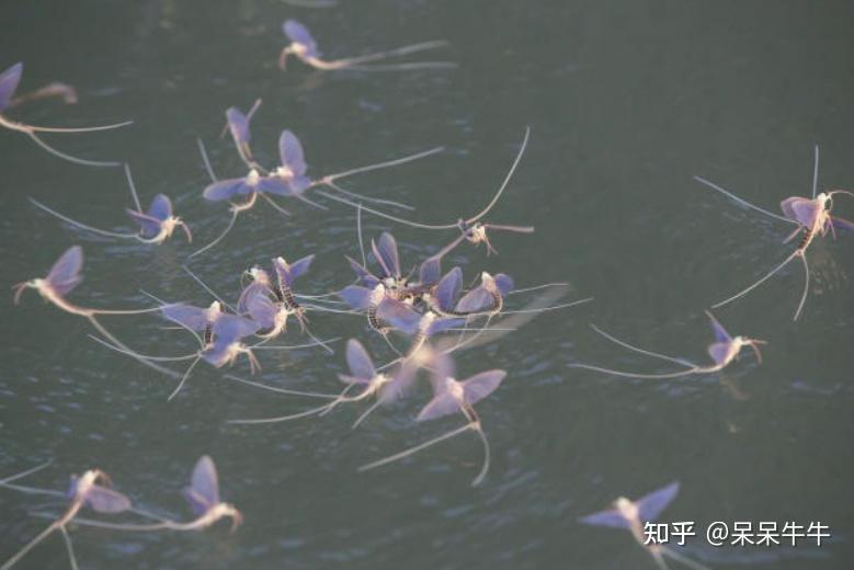 河南邓州市汲滩镇大桥上出现了大量蜉蝣天气要大变