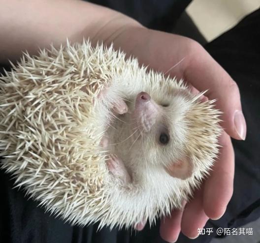 谁说异宠不算宠物?盘点上海、长沙开始异宠专科医院 - 知乎