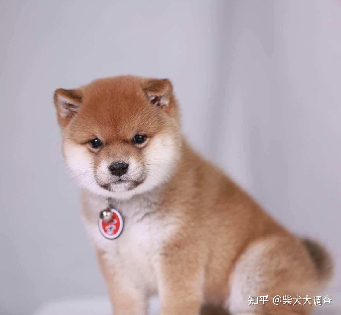 柴犬的形態特徵和性格特點是什麼