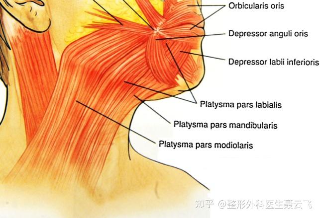 颈阔肌解剖图图片