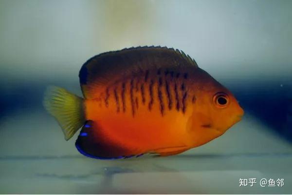 海水生物红新娘小神仙鱼了解一下