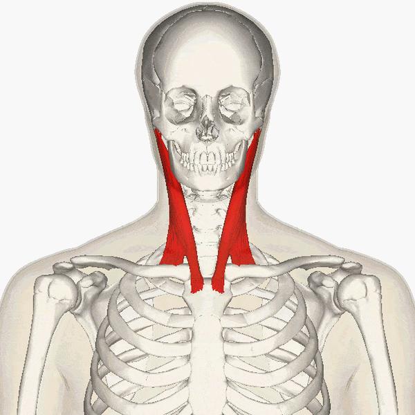 胸锁乳突肌前后缘图片