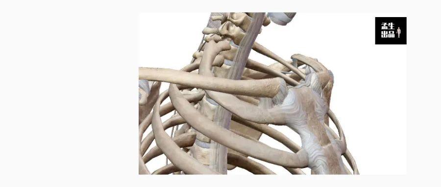 胸锁关节解剖图片