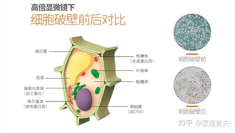 细胞壁示意图图片