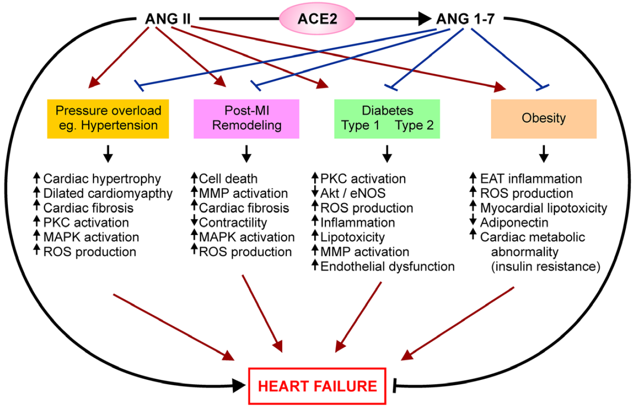 2, ace2是肾素—血管紧张素系统 (ras) 的主要活性肽