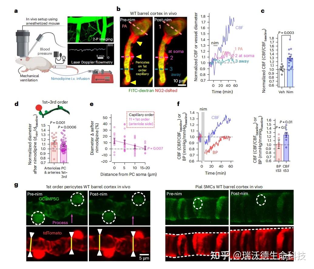 尼莫地平“老药新用”：钙离子通道阻断剂靶向周细胞“弯道超车”，提高AD患者认知能力的新策略- 知乎