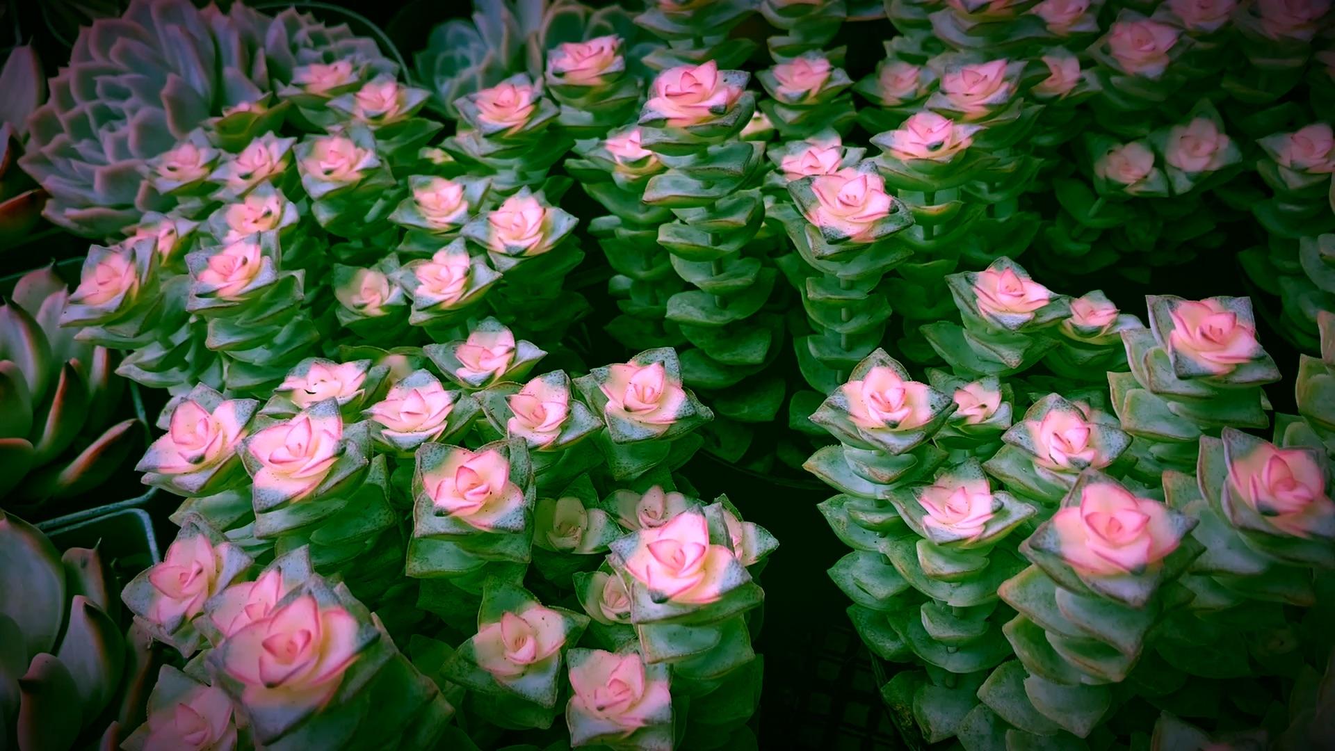 这么多多肉,你喜欢哪种?