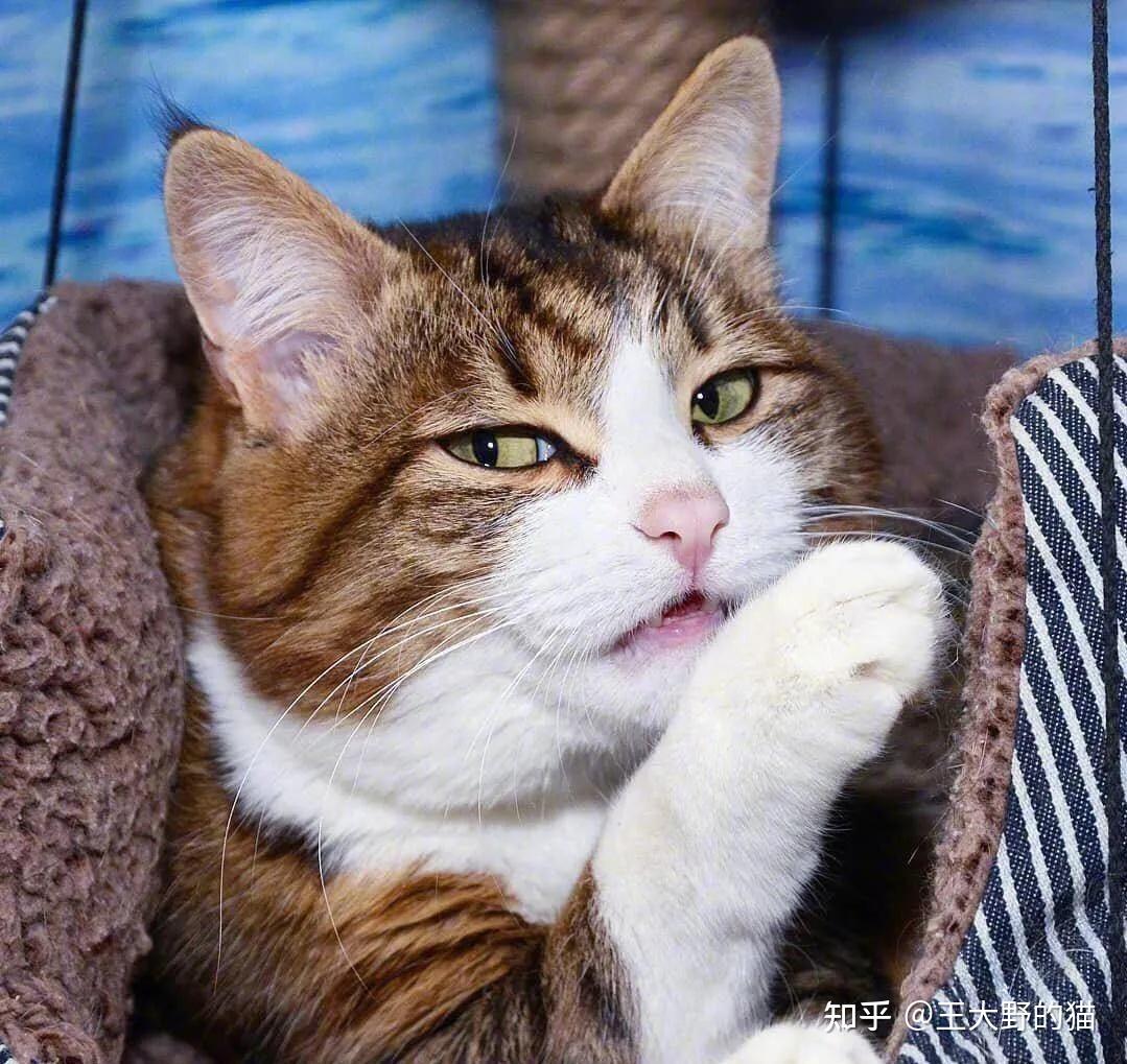 猫咪发情了,用什么方法可以制止?棉签可以吗? - 知乎