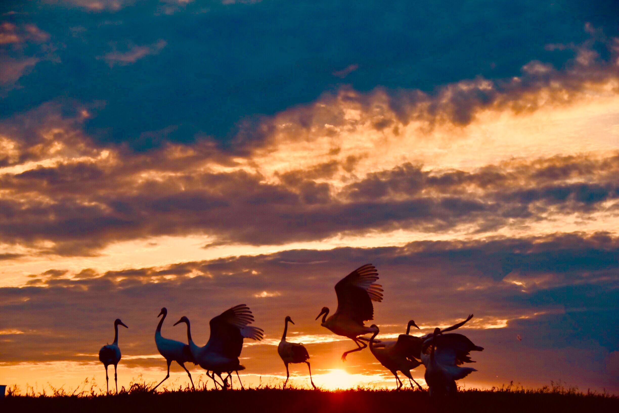 云蒸赤霞鹤韵姿