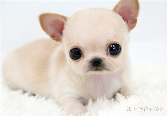 世界上最小犬种的狗狗你敢养吗 知乎
