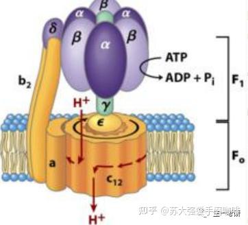 细胞生物学思维导图-半自主性细胞器 - 知乎