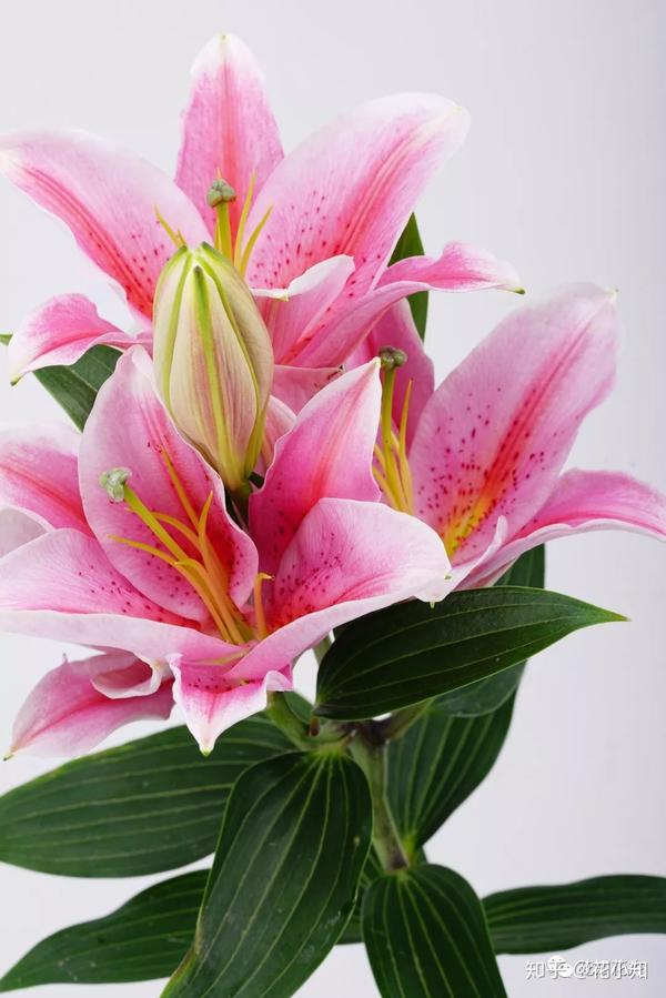 香水百合的最大谜题 99 的人都不知道 知乎