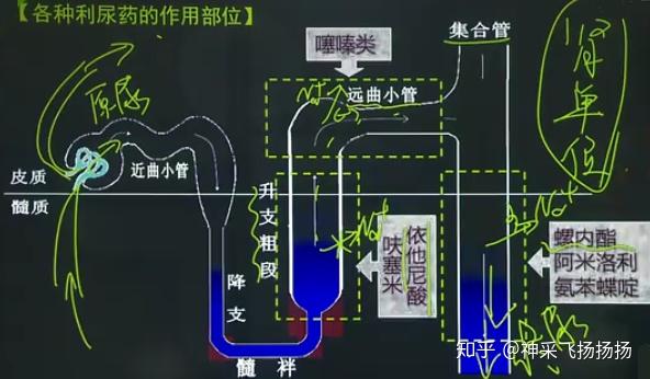 药理学整理笔记4 - 知乎
