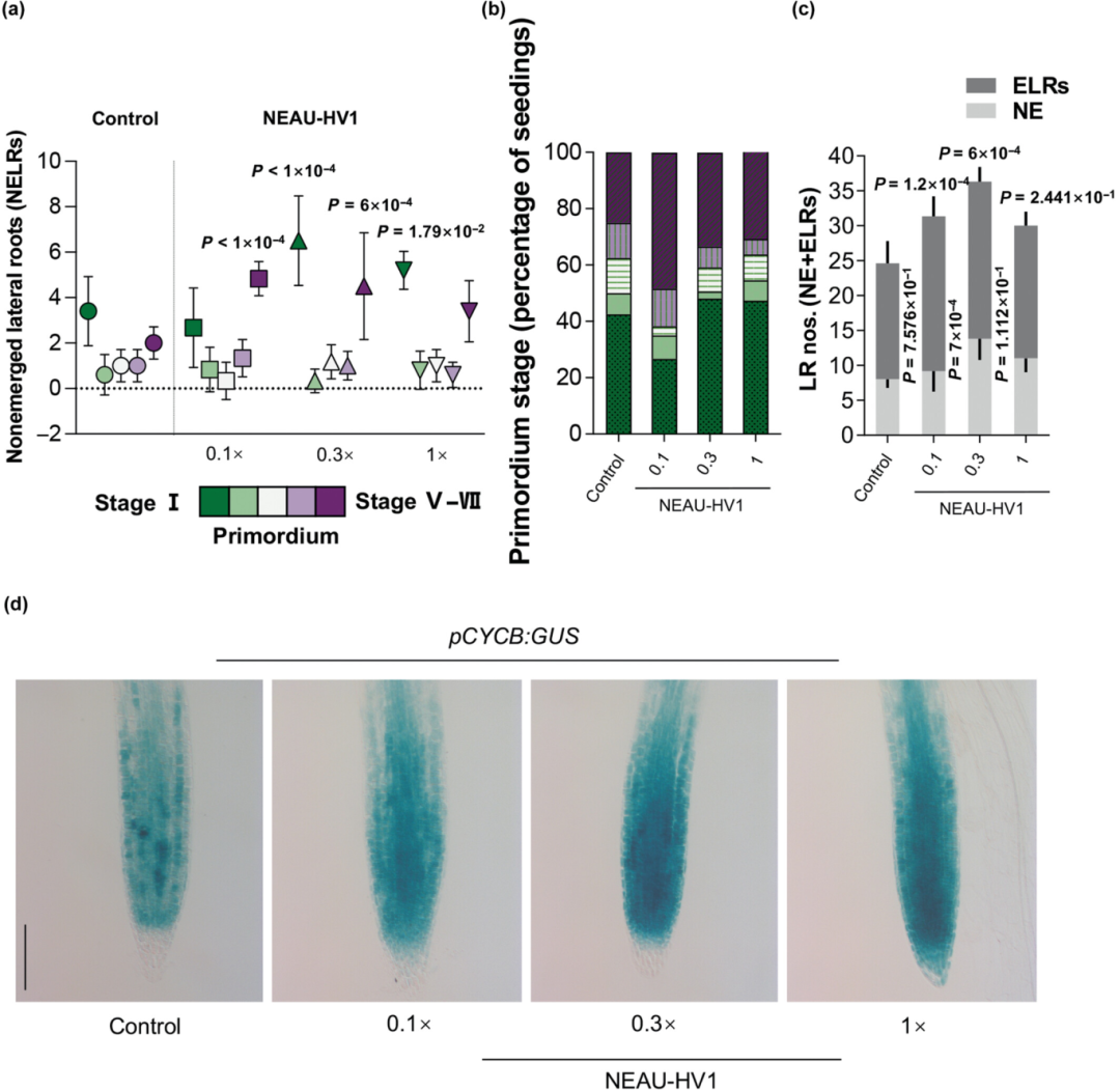 New Phytologist | 南京农业大学张瑞福团队揭示植物促生菌通过重塑生长素信号以调控侧根 - 知乎