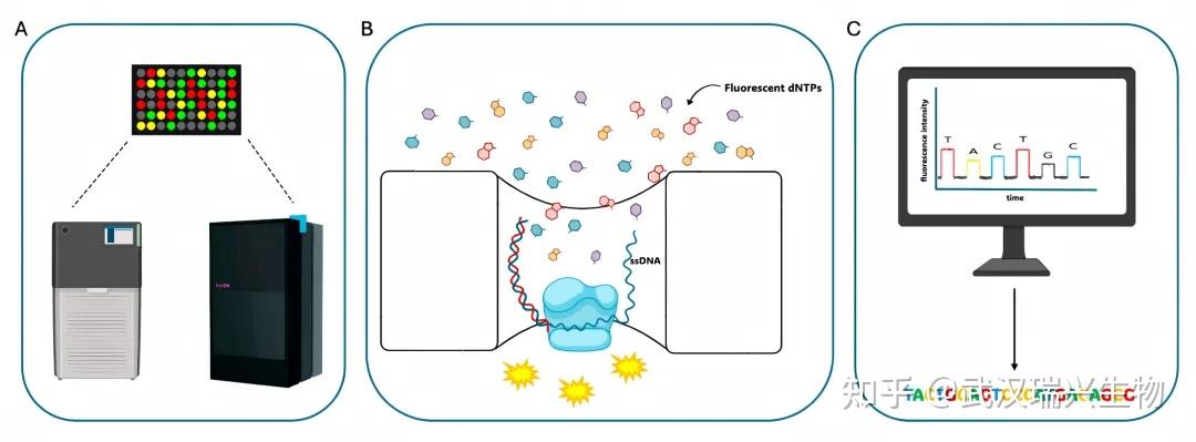 三代测序哪家强?PacBio vs Nanopore 深度解析 - 知乎