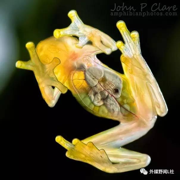 异形生物又来一波颜色没啥用那就长成透明的好了