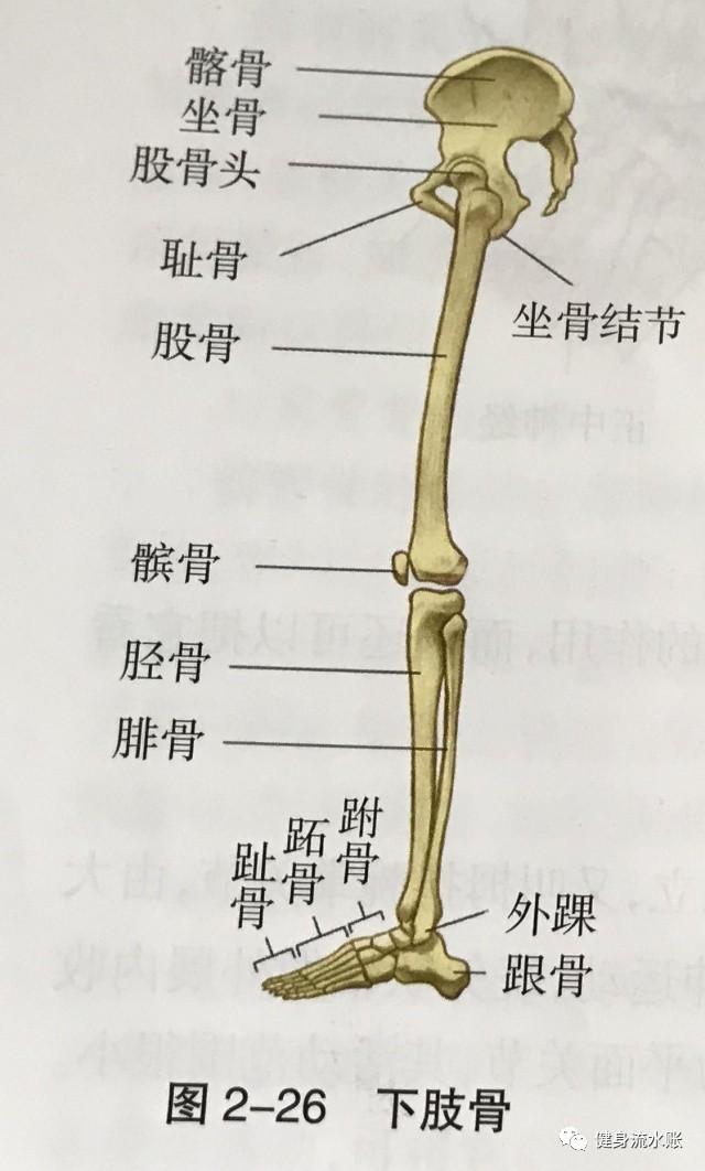 腿部关节名称图片