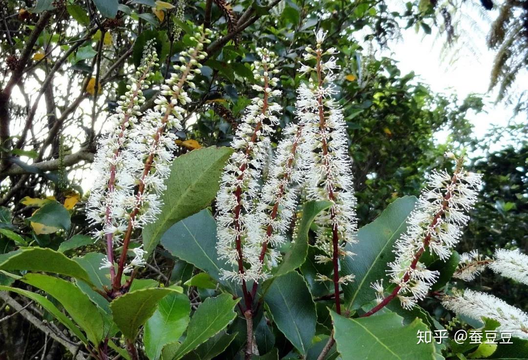 新西兰珍稀植物图片
