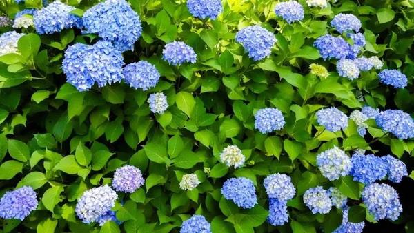 日本这些高颜值的紫阳花海 美得让人窒息 知乎