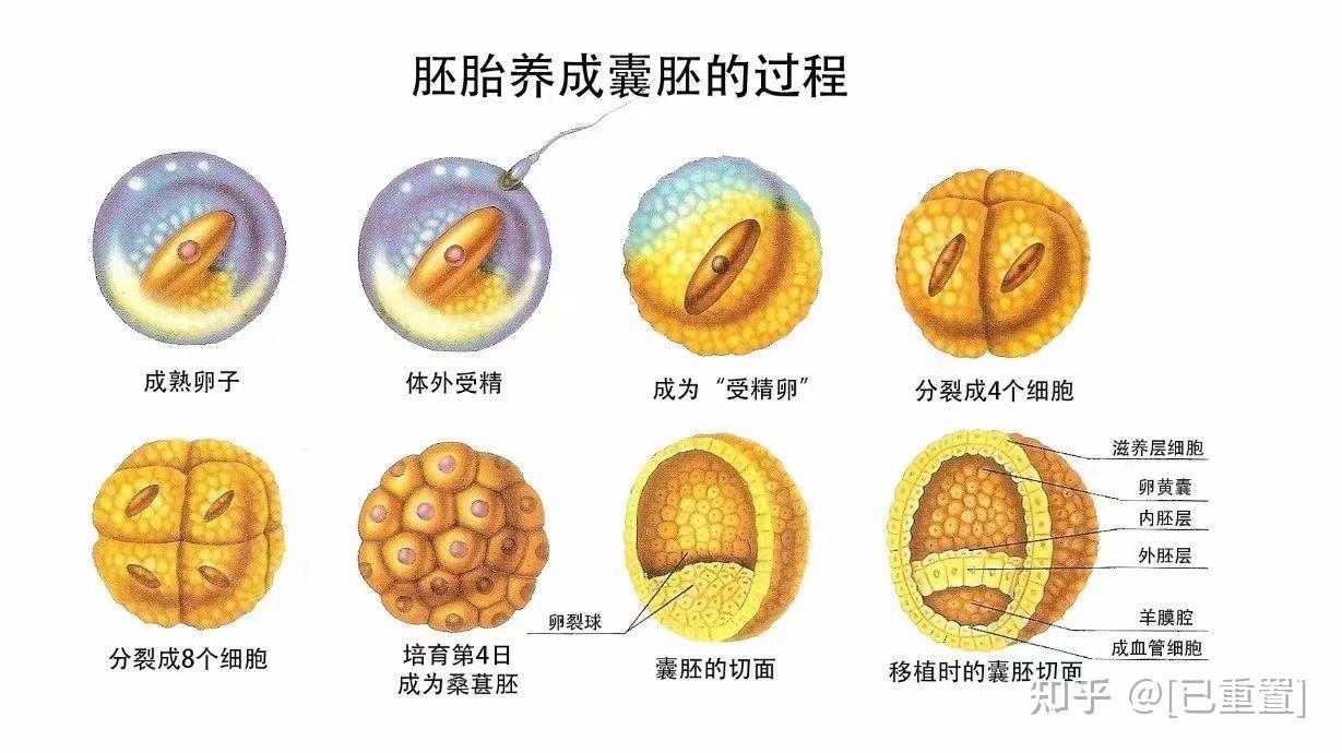授精卵发育到2-3天,形成胚胎叫什么? - 知乎