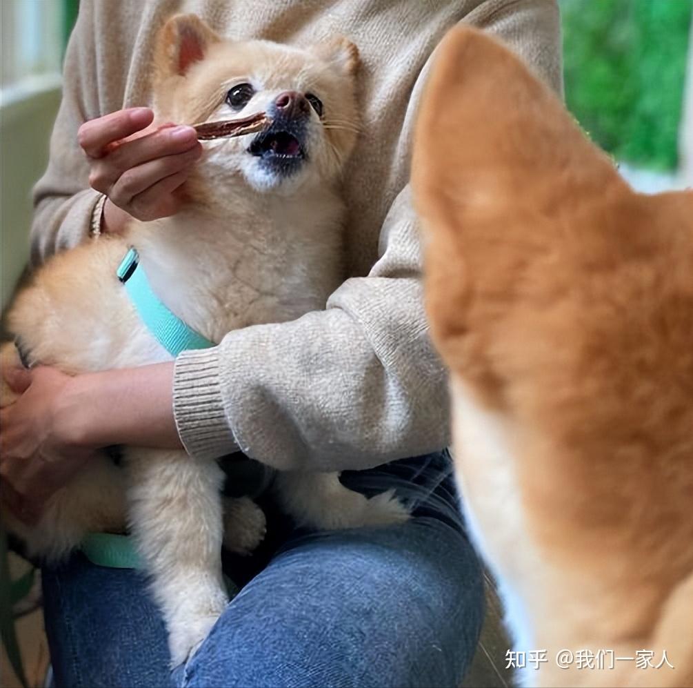 养狗后的十级"怪癖",你是什么等级,最后一个是你吗? - 知乎