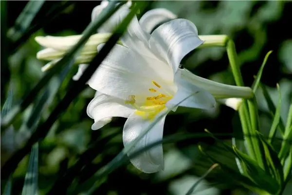 一日一花一诗 百合花 知乎